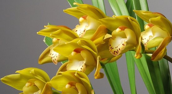 花的品种图片和花名有哪些？