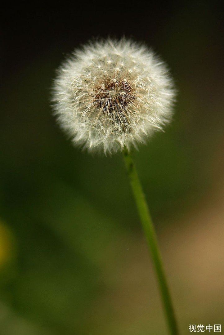 蒲公英根真的可以抗癌吗？除此之外还有什么营养价值？