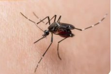 台湾地区时隔一年多再现本地登革热病例，这个病是通过什么传播的？