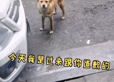 绝育后狗子连续3个月到宠物医院骂街，医生道歉后的结果为何令人哭笑不得？