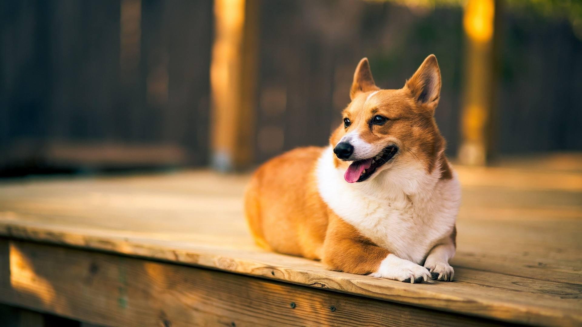 狗子连喊带比划叫小伙伴出去玩，狗子究竟有多聪明？