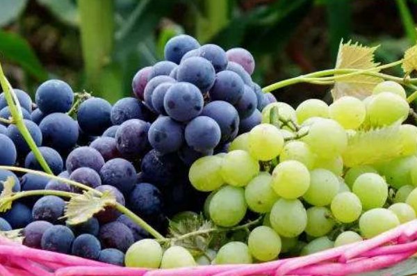 葡萄组词(两个字)