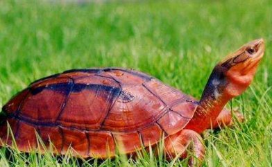 海南金钱龟和越南金钱龟哪个品种好