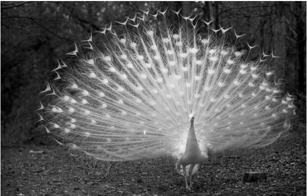 白孔雀开屏有什么寓意?