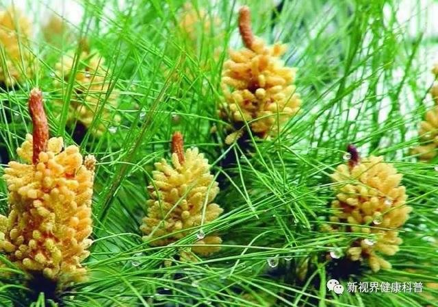 松花粉有何用处?