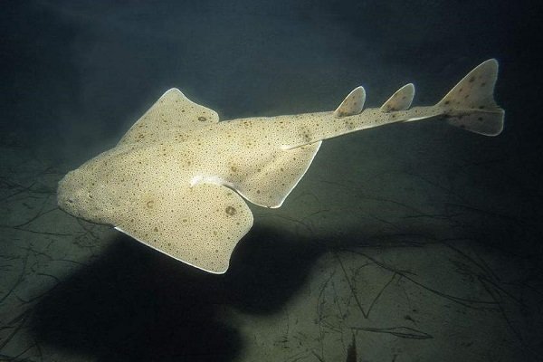 世界上珍稀动物有哪些