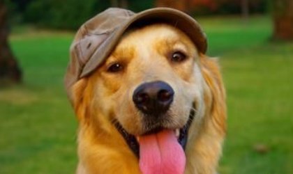 金毛一天吃多少狗粮？