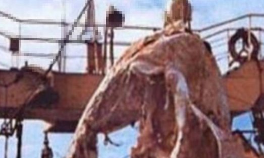 1977年的日本海怪事件是怎么回事?究竟捞起了什么?