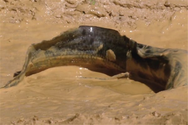 什么鱼在没水的情况下也能活，如今数量稀少？