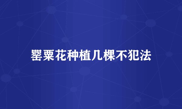 罂粟花种植几棵不犯法