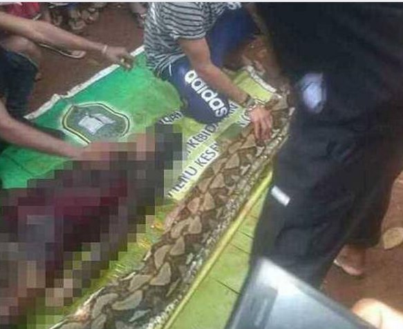 印尼巨蟒吞噬女子是真事吗?