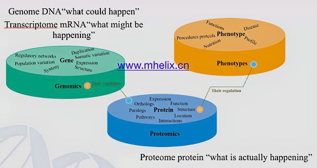 “基因组”“蛋白组”“转录组”“代谢组”的异同？