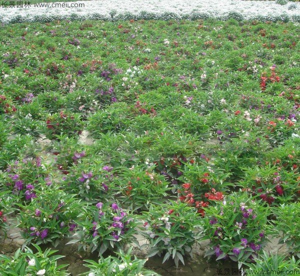 指甲花的药用价值