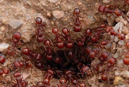 女子景区被蚂蚁叮咬心脏骤停,景区该不该为此事负责?