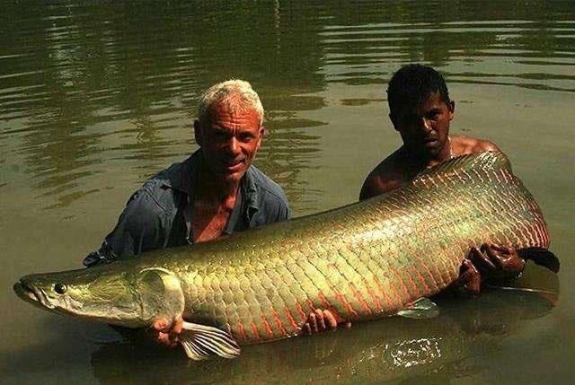 喀纳斯湖水怪到底是什么？为什么有人说它是哲罗鲑？