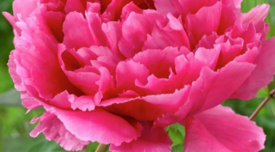 花的品种图片和花名有哪些？