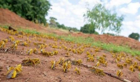 2020年第二波蝗灾又来了，会影响我国吗？