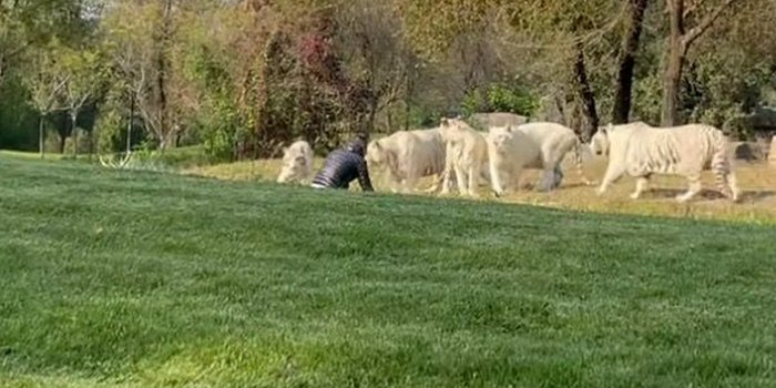 北京野生动物园一游客擅自下车冲向虎群,该名游客是否有因此受伤?