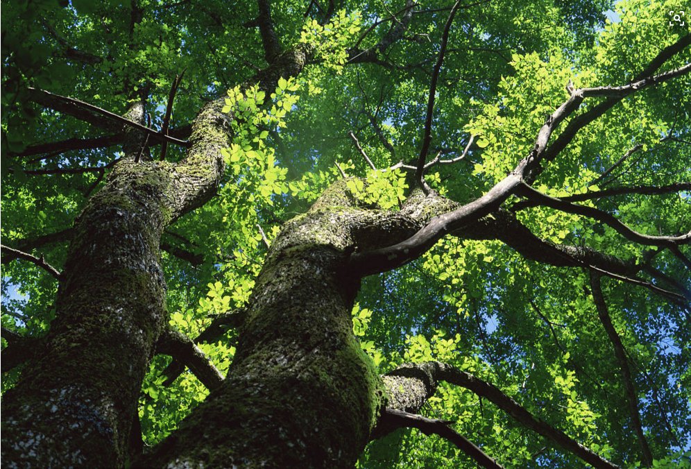 向一棵树鞠躬和枫叶礼赞都是由什么到什么？