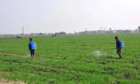 植物防冻剂有什么作用？正确的使用时间与使用方法是什么？