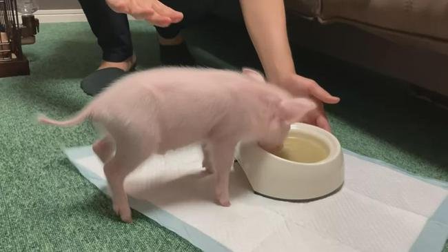 日本网友直播养宠物猪100天后,把猪做成烤乳猪吃掉,你对此事有何看法?