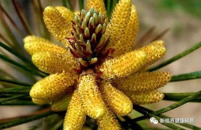 松花粉有何用处?