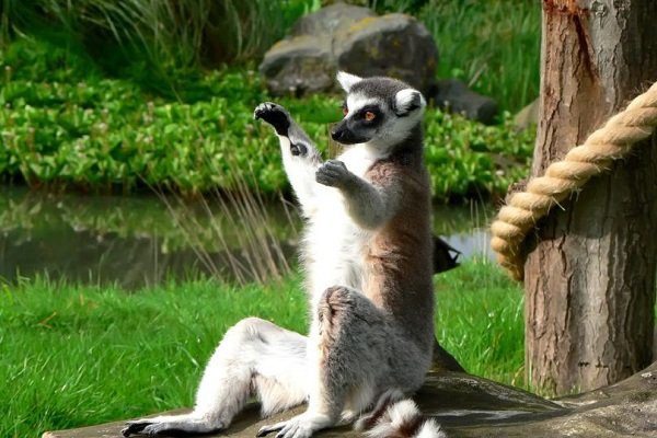 世界上珍稀动物有哪些