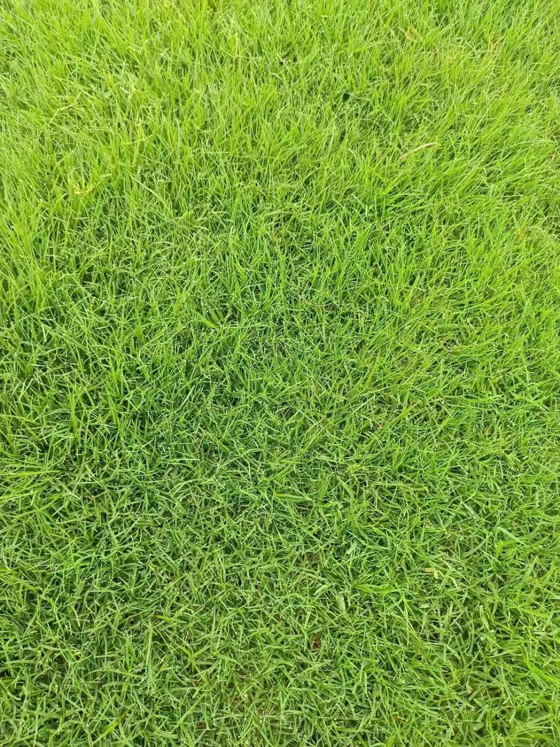 边坡绿化中狗牙根草种怎么样？