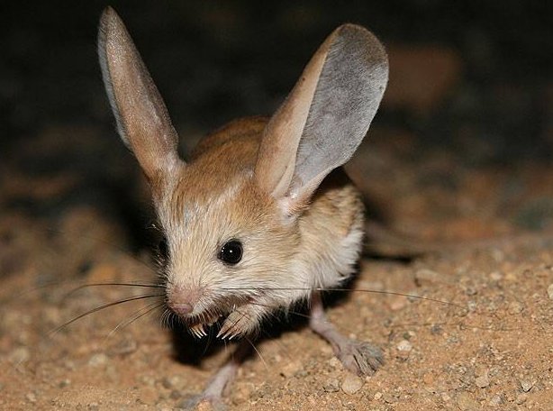 长耳跳鼠的保护级别