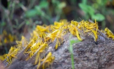 2020年第二波蝗灾又来了，会影响我国吗？