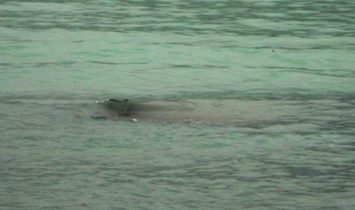 喀纳斯湖水怪到底是什么？为什么有人说它是哲罗鲑？