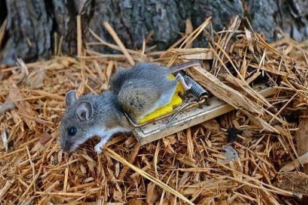 江西大余全民灭鼠奖励5元，什么环境下老鼠最多？