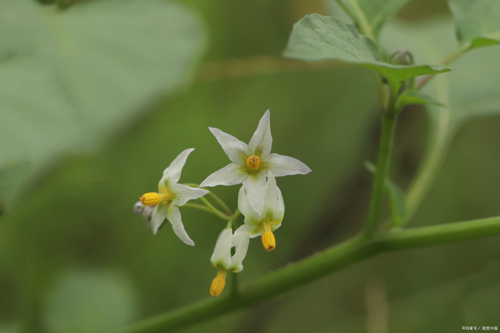 仙剑奇侠传三中，为什么龙葵会害怕太阳？