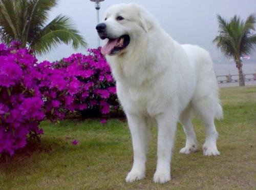 灵犬雪莉是什么狗