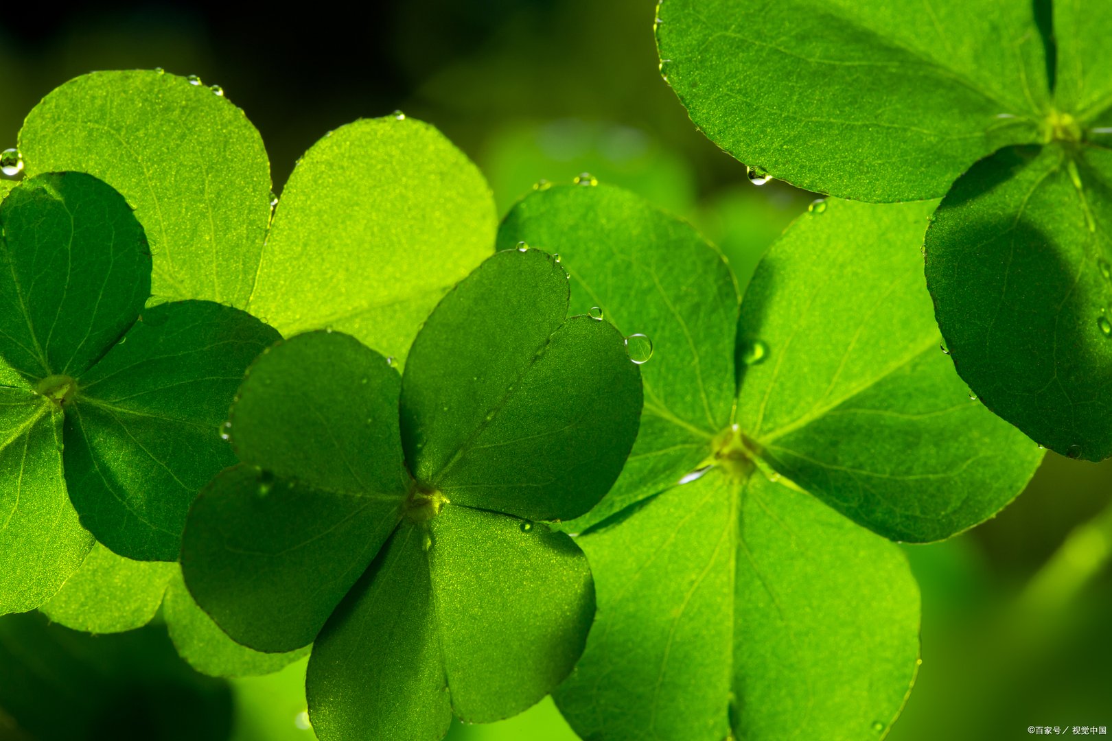 仙剑奇侠传三中，为什么龙葵会害怕太阳？