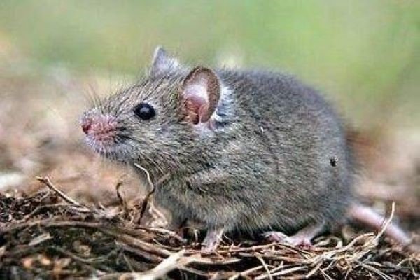 江西大余全民灭鼠奖励5元，什么环境下老鼠最多？