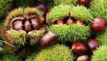 河北板栗产量居全国第几