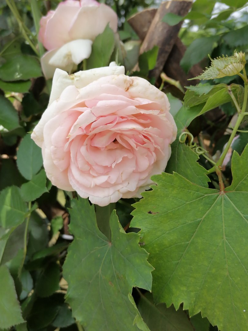 世界金色看中国是指的什么书