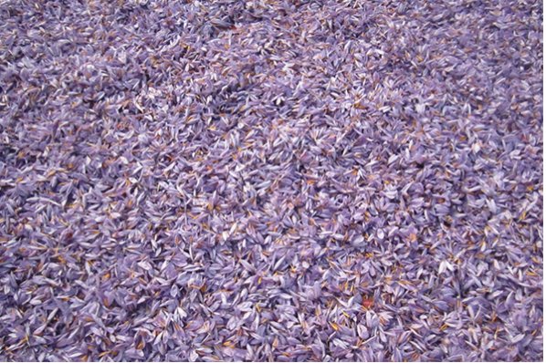 藏红花用途及用法