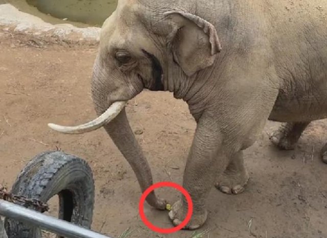 山东一动物世界，大象用鼻子还回游客掉入象园的鞋，你对这一幕怎么看？