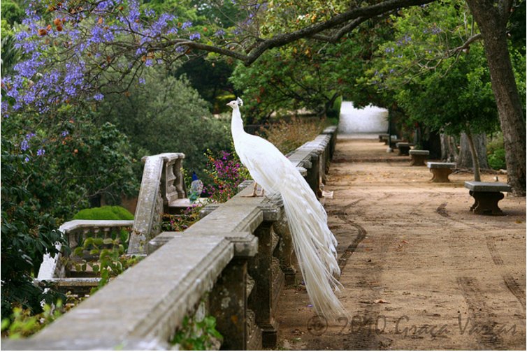 白孔雀开屏有什么寓意?