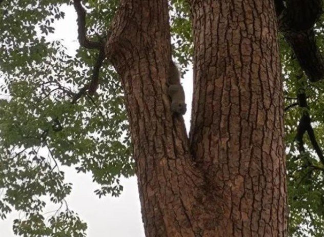 西湖边的“网红松鼠”被老鹰抓走,被抓的原因是什么呢?