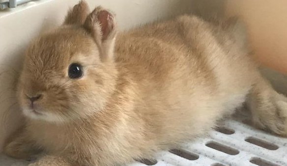 宠物店老板狠心剪掉兔耳,他还有良知吗?