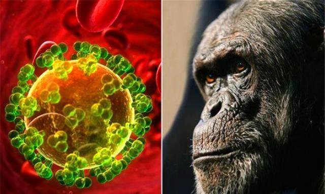 艾滋病毒来源于猩猩,第一个感染的人类,到底对猩猩做了啥?