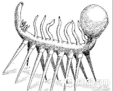 怪诞虫的相关介绍
