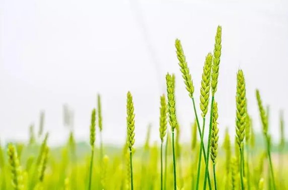 小满节气的由来?