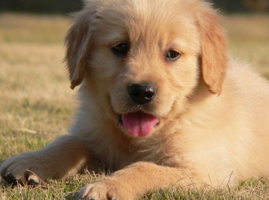 金毛犬Siri之死背后，涉事公司存在哪些不合规的问题？