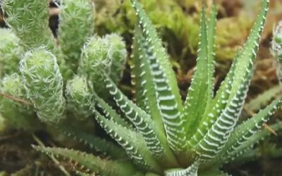 条纹十二卷多肉寓意是什么?