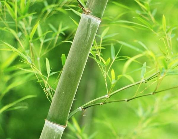 竹沥是怎样制成的?