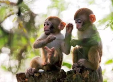 曝邯郸动物园猴子居住环境恶劣,猴子在这样的环境下能健康生活吗?